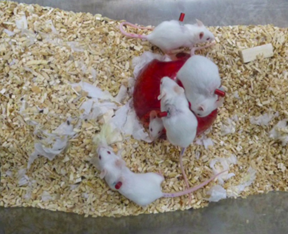 Rodents with instech_buttons.jpg